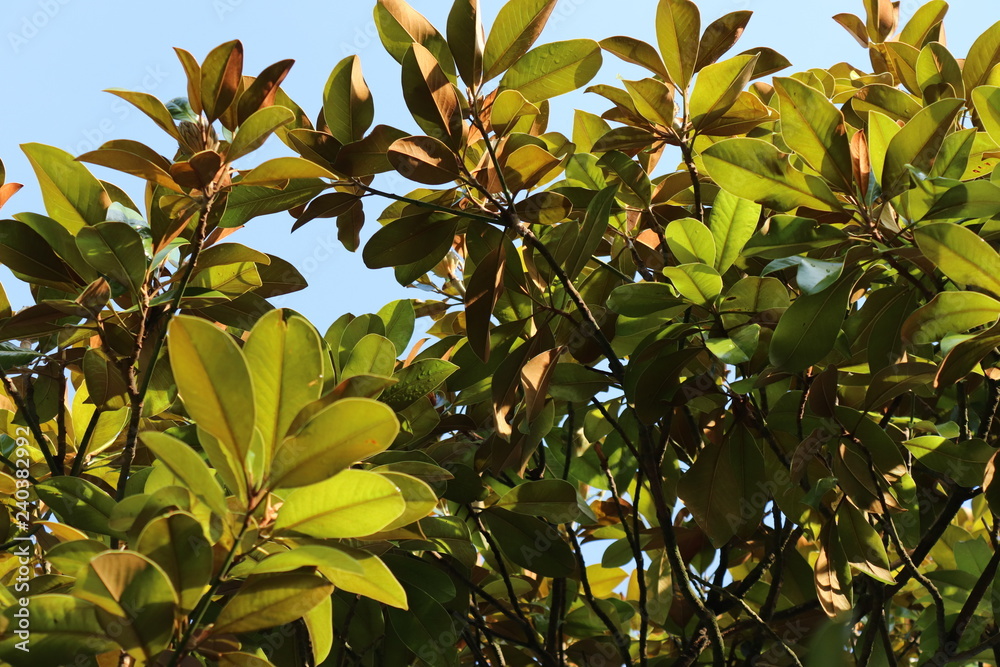 Beautiful Trees and Leaves Close-up showing Green Colours Beautiful Trees and Leaves Close-up showing Green Colours