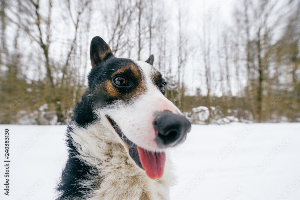 Close-up of happy dog's Muzzle on snow background Close-up of happy dog's Muzzle on snow background