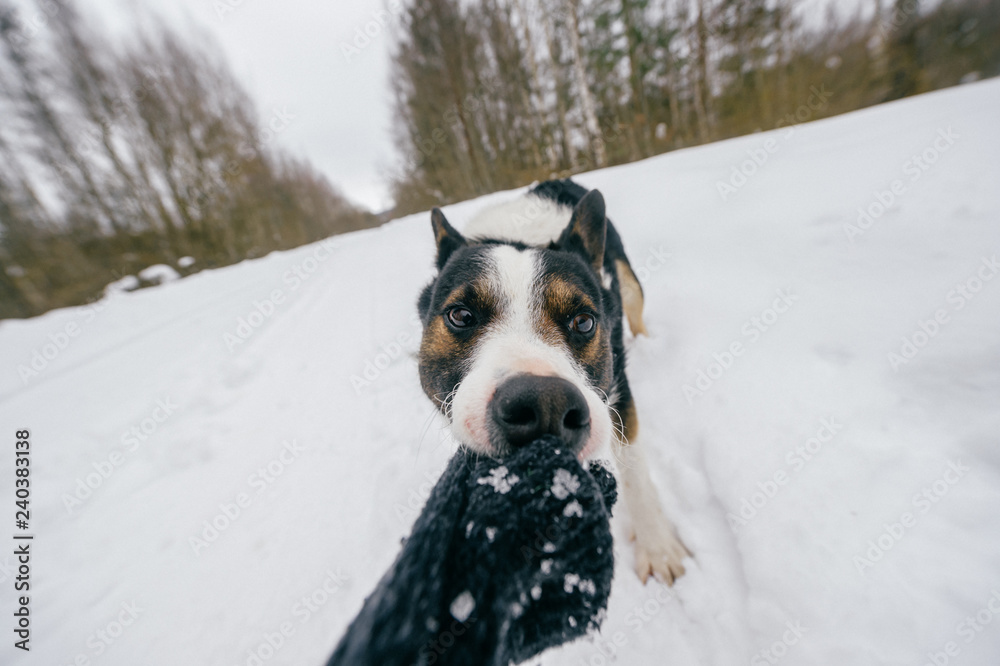 Funny angry crazy dog pulling owner hand on winter  snowy road. Domestic breeding pet playing with wool glove outddor. Wild animal biting. Strong powerful dog roaring. Hunting dog humorous muzzle.