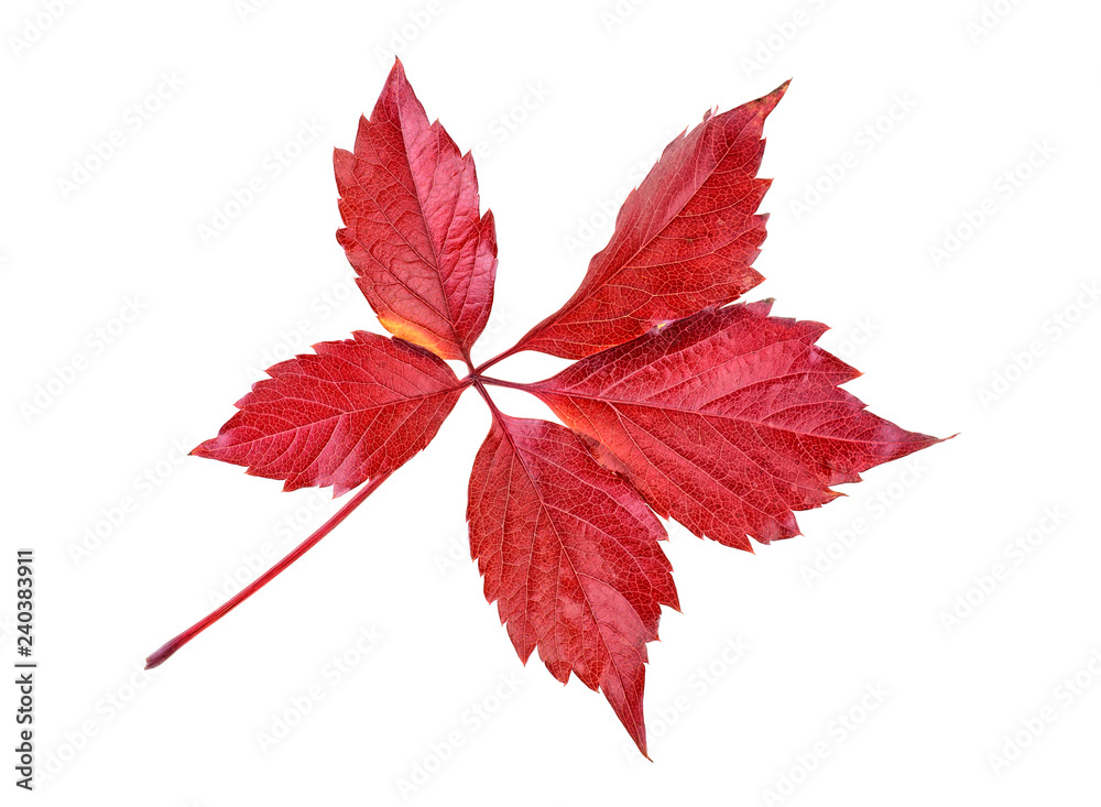 Red autumn leaf isolated on white background Red autumn leaf isolated on white background