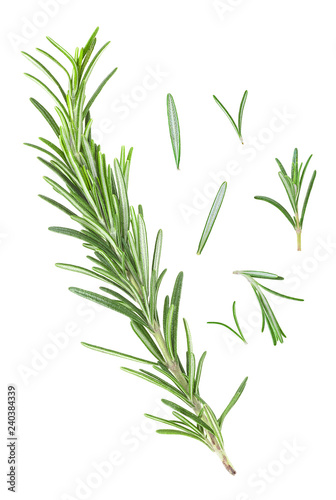 Rosemary twig and leaves on a white background. Top view.