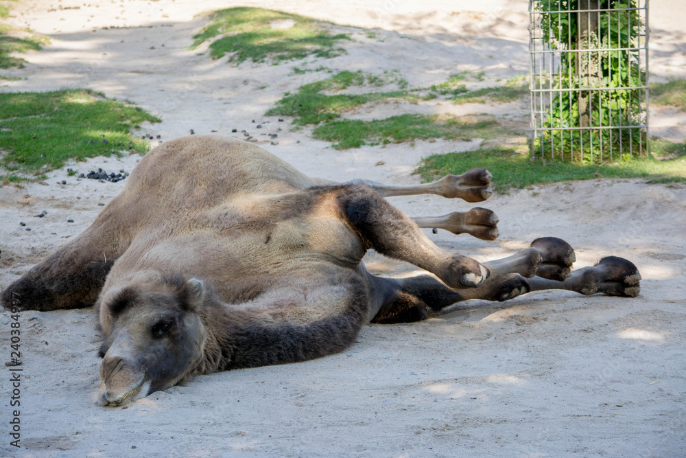 Fototapeta premium Wilhelma Tiere Pflanzen fische