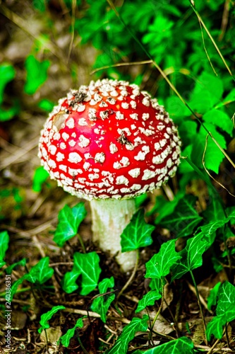 The red fly agaric is a species in Central Europe appearing from June to winter. The mushroom is poisonous and not edible.