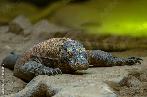 The Komodo lizard is the largest of the currently existing lizards and the heaviest modern representative of the scaly.