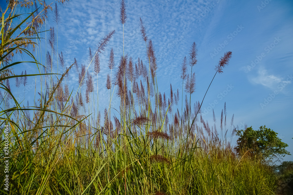 Elephant grass (Pennisetum purpureum)