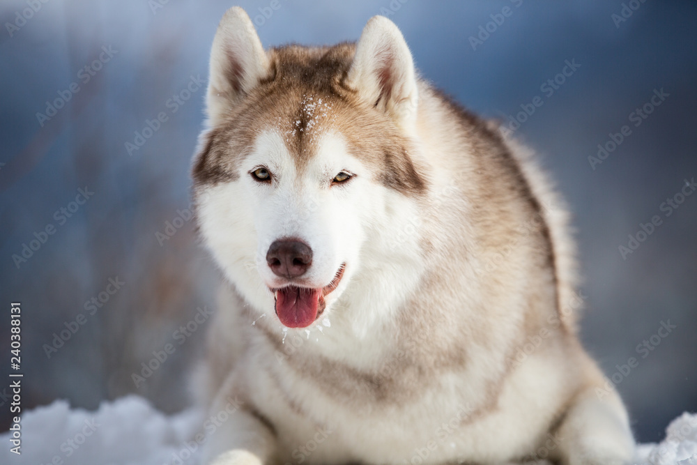 Close-up portrait of free and happy Siberian Husky dog lying on the snow in winter forest on bright mountain background