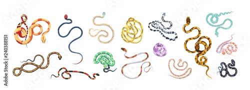 Bundle of snakes or serpents of various type, size, skin pattern and color isolated on white background. Set of tropical jungle carnivorous wild reptile animals. Colorful vector illustration.