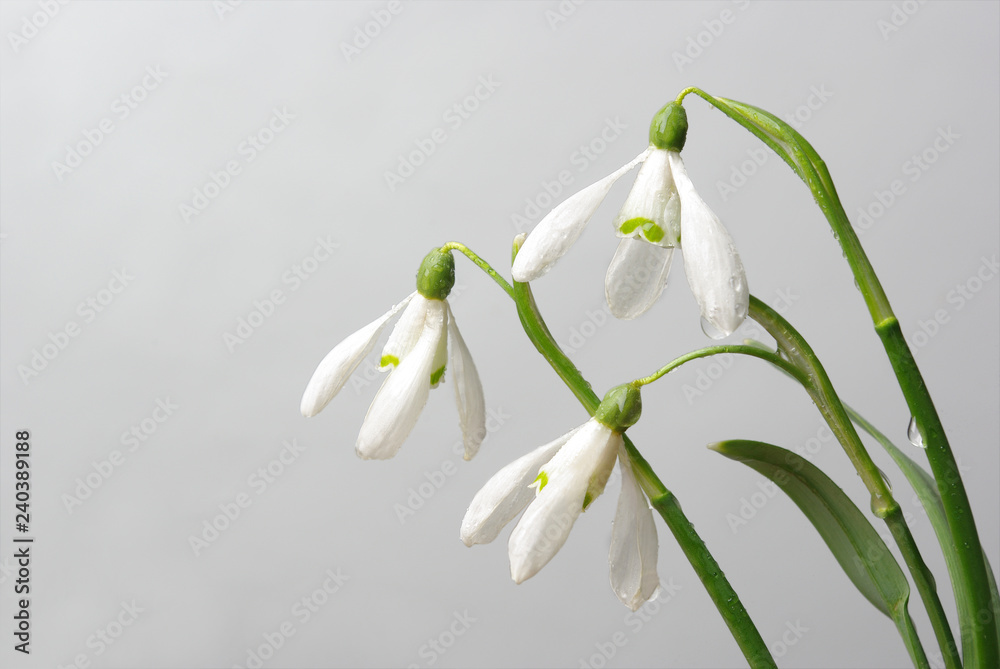 Obraz premium White snowdrops on gray
