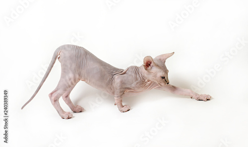 cat sphinx on a white background