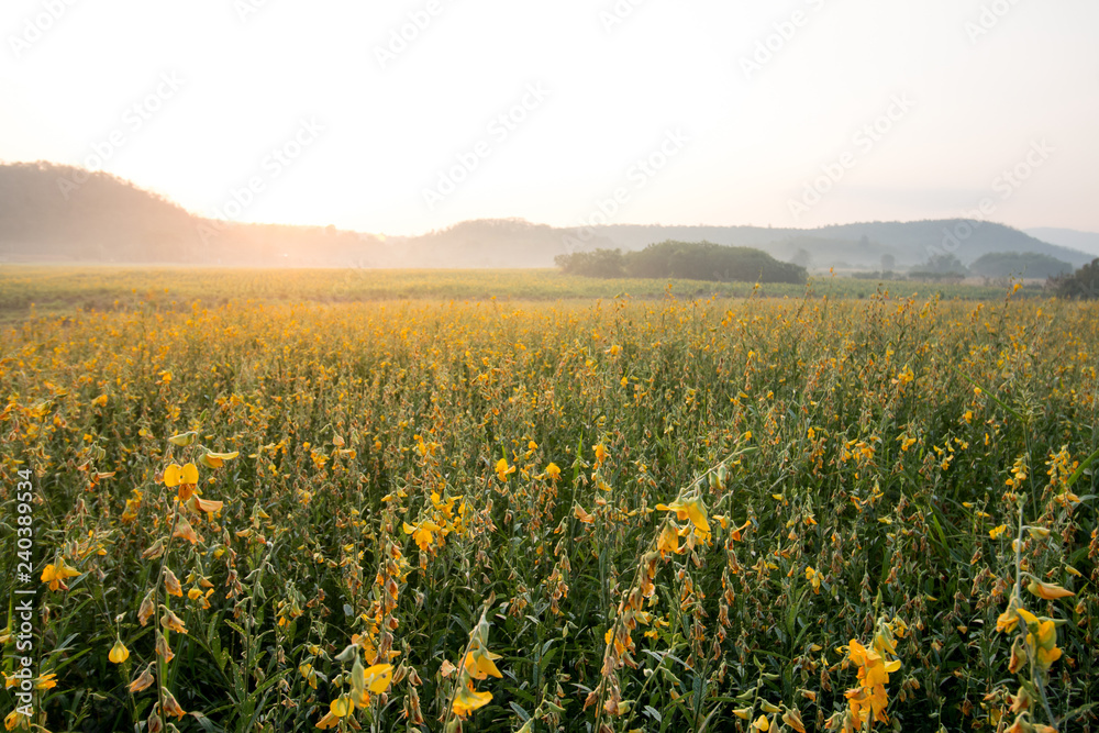 yellow flower field and sunrise landscape background
