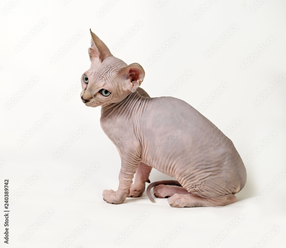 cat sphinx on a white background