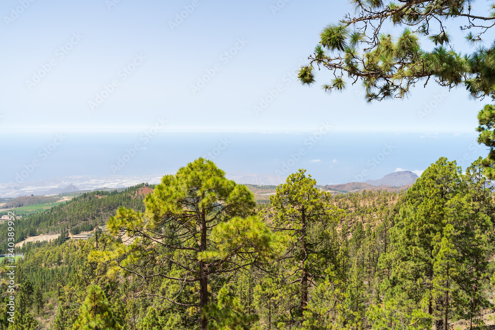 The southern slopes and lava fields of the Teide volcano. In the foreground are thickets of Canarian pine (Pinus canariensis).Tenerife. Canary Islands. Spain. The southern slopes and lava fields of the Teide volcano. In the foreground are thickets of Canarian pine (Pinus canariensis).Tenerife. Canary Islands. Spain.