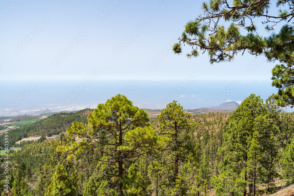 The southern slopes and lava fields of the Teide volcano. In the foreground are thickets of Canarian pine (Pinus canariensis).Tenerife. Canary Islands. Spain. The southern slopes and lava fields of the Teide volcano. In the foreground are thickets of Canarian pine (Pinus canariensis).Tenerife. Canary Islands. Spain.
