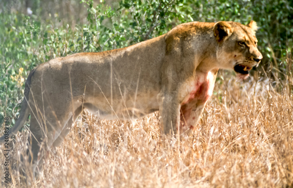 Lion, (Panthera leo), Kruger National Park, Mpumalanga, South Africa, Africa Lion, (Panthera leo), Kruger National Park, Mpumalanga, South Africa, Africa