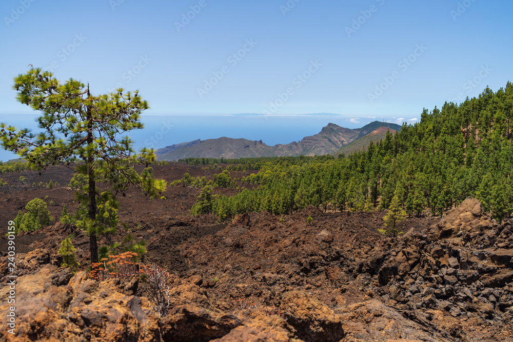 The lava fields of the Teide volcano and thickets of Canarian pine. Viewpoint - Mirador de los Poleos. Tenerife. Canary Islands. Spain. The lava fields of the Teide volcano and thickets of Canarian pine. Viewpoint - Mirador de los Poleos. Tenerife. Canary Islands. Spain.