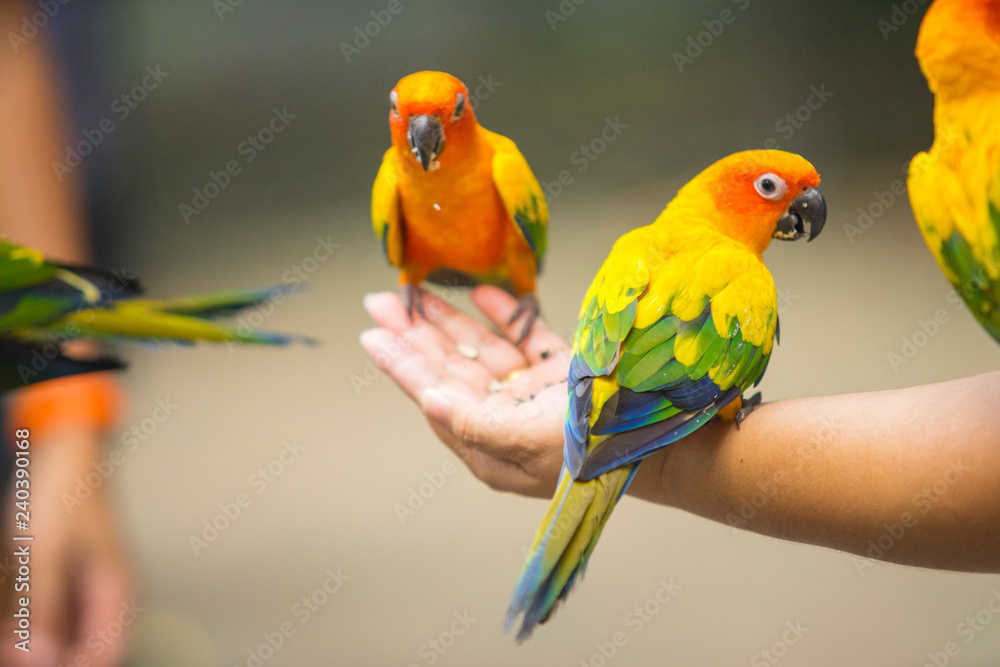 Fototapeta premium Piękny ptak Sun Conure Parrot siedzi na dłoni dziecka