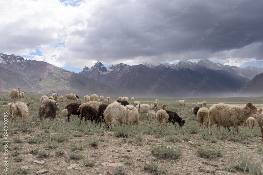 Fototapeta premium Kashmir goats in beautiful India landscape with snow peaks background