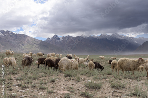 Kashmir goats in beautiful India landscape with snow peaks background