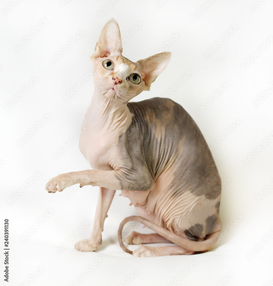 cat sphinx on a white background