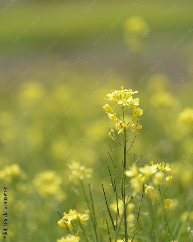 Closed up beautiful mustard flower field background Closed up beautiful mustard flower field background