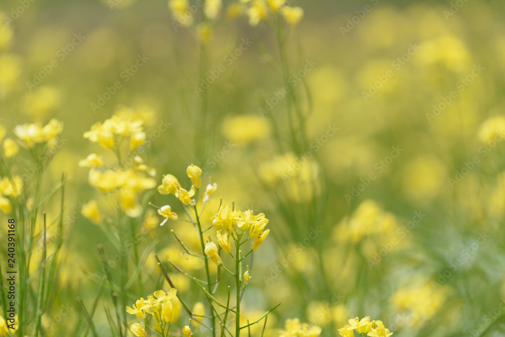 Closed up beautiful custard flower field background