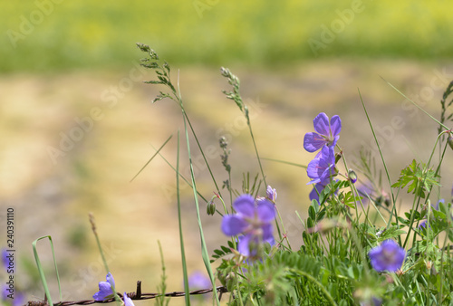 Fototapeta Naklejka Na Ścianę i Meble -  Wood cranesbill, woodland geranium, Geranium sylvaticum in countryside northern India