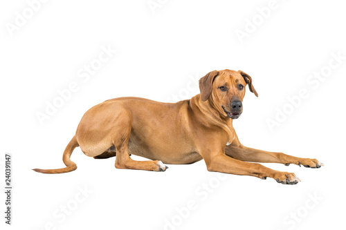 Portrait of a Rhodesian Ridgeback dog isolated on white background studio shot