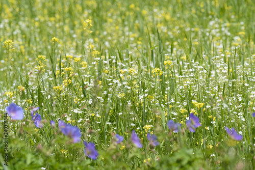 Fototapeta Naklejka Na Ścianę i Meble -  Beautiful Mustard flowers field background