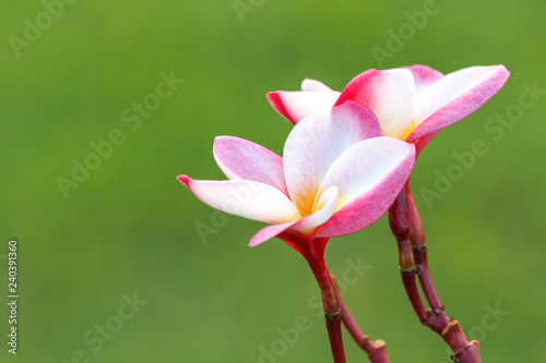 Pink purple plumeria flower with morning water drop,Kimi Moragne