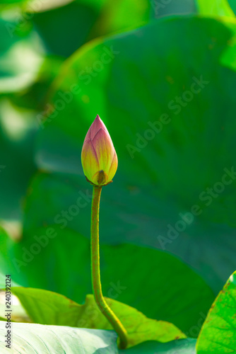 Fototapeta Naklejka Na Ścianę i Meble -  The Bud of the Lotus flower in the wild on a background of green leaves