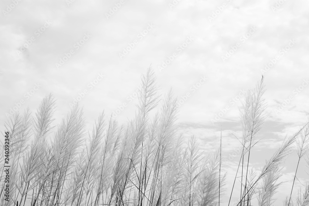 Dry grass flower blowing in the wind, red reed sway in the wind with blue sky background, reed field in autumn. Dry grass flower blowing in the wind, red reed sway in the wind with blue sky background, reed field in autumn.