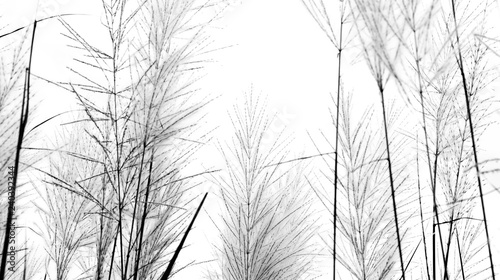 Dry grass flower blowing in the wind, red reed sway in the wind with blue sky background, reed field in autumn.