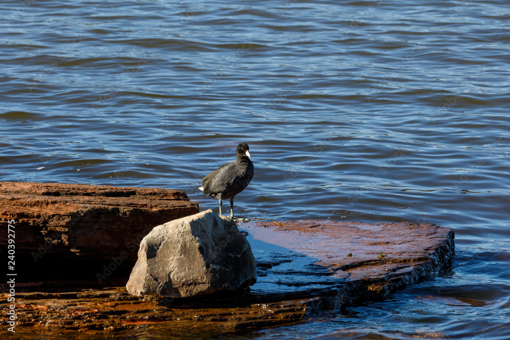 Fototapeta premium American Coot resting on a rock.