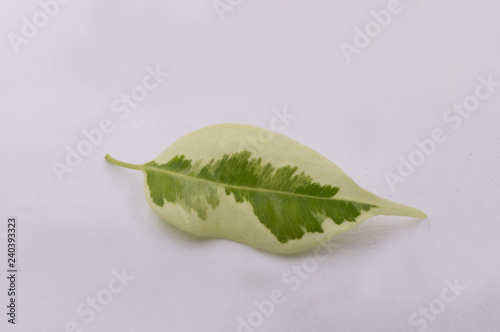 Green-white leaf from a tree on a white backbround photo