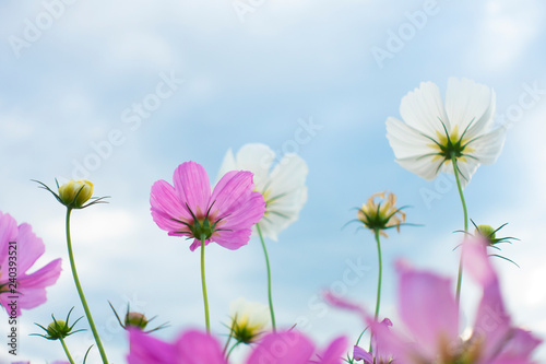 Summer time natural background with various cosmos flower with beautul sky sunset. 