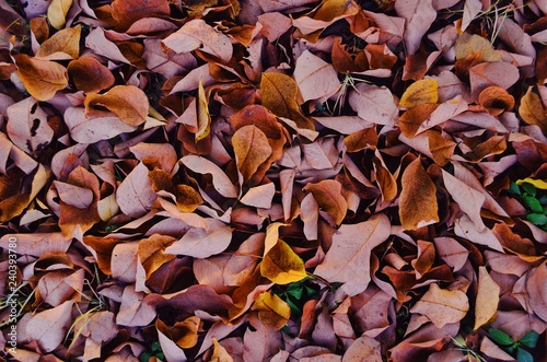 dry leaves on the ground © Tanawee
