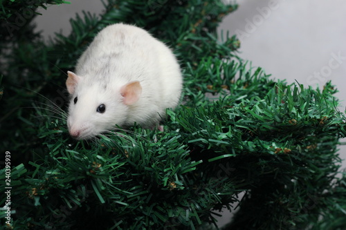 The rat is a symbol Of the new year 2020. Decorative Rat breed Husky sits on the branches of an artificial Christmas tree.