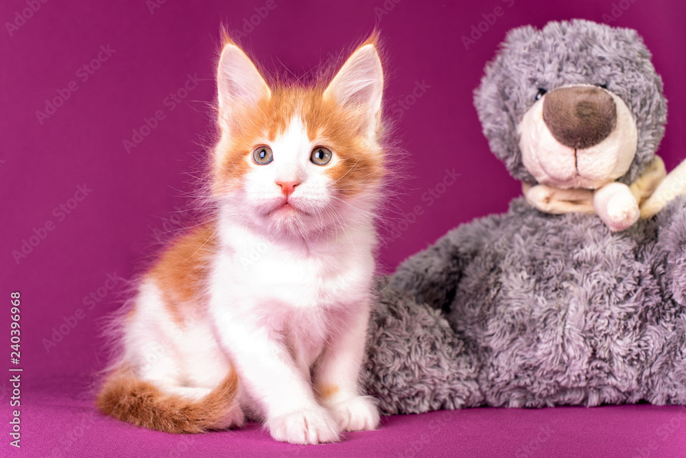 Nice pretty red and white maine coon kitten with toy bear on pink background in studio.