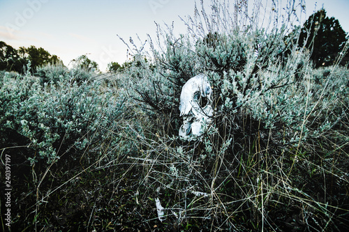 a deer skull sitting in a sage plant in the high desert of Colorado