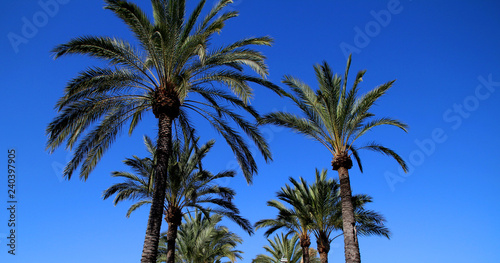 Wallpaper Mural Palma de Majorque Torontodigital.ca