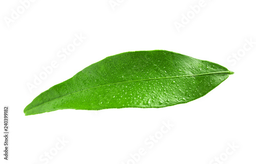 Fresh green tangerine leaf with water drops on white background