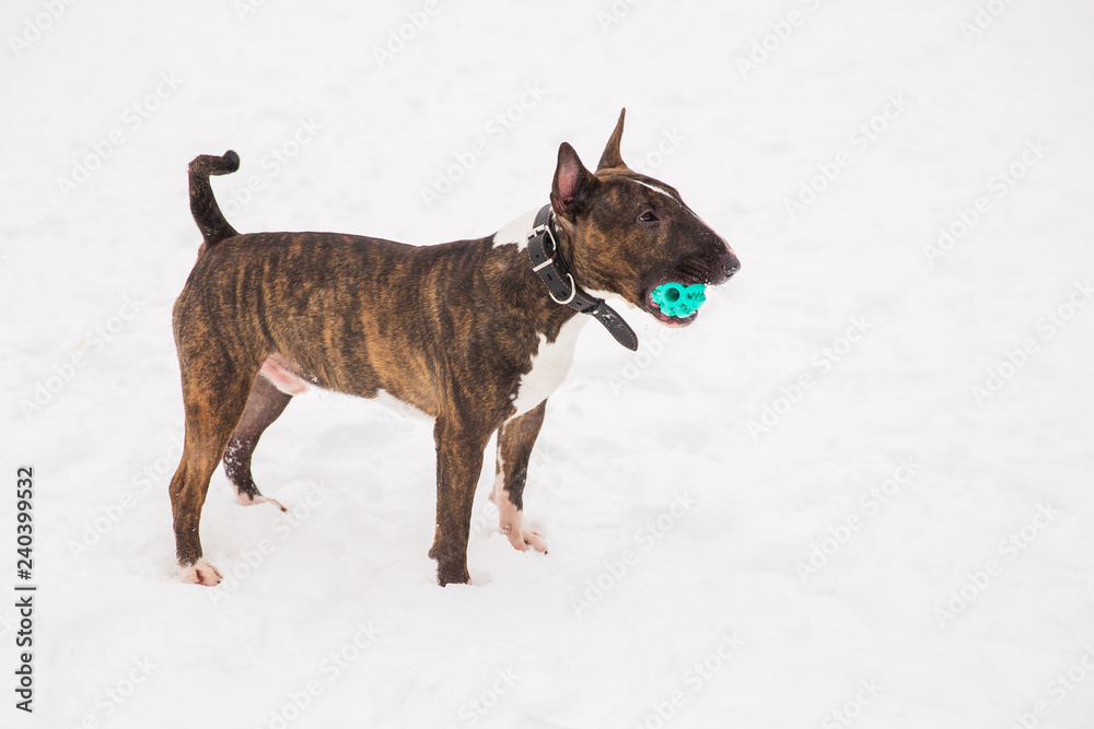 Brown bull terrier playing with green toy on the snow. Dog playing with the ball Brown bull terrier playing with green toy on the snow. Dog playing with the ball