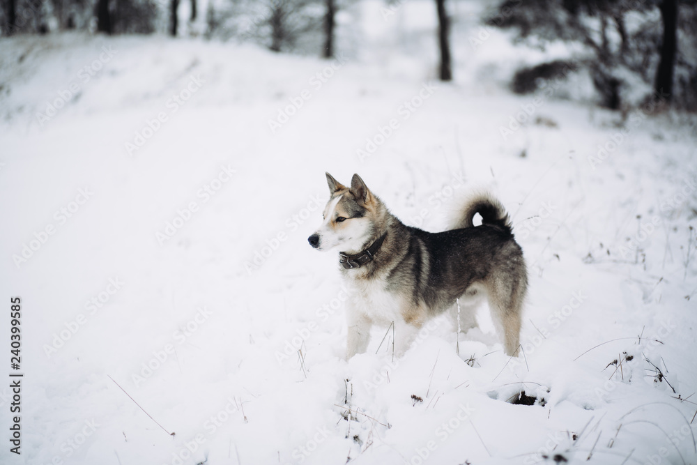 Obraz premium dog in winter forest
