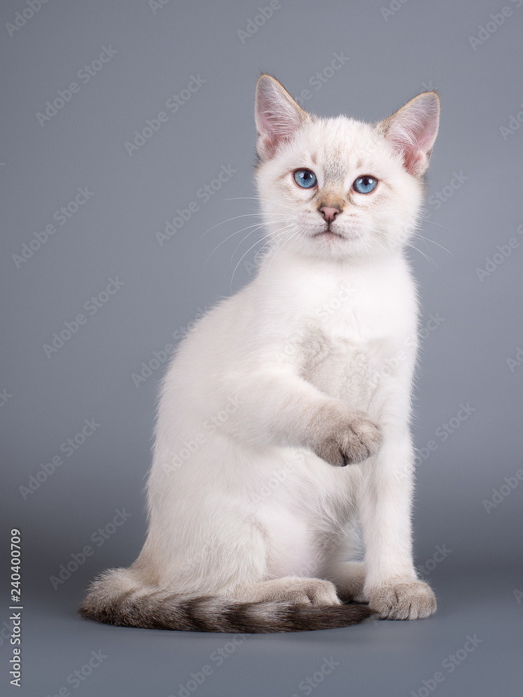 Thai tabby kitten on a gray background