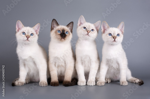 Fototapeta Naklejka Na Ścianę i Meble -  Four kitten sitting on a gray background