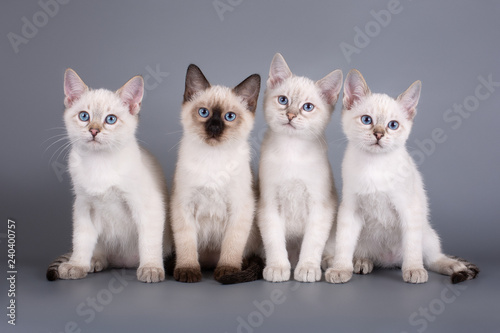 Four kitten sitting on a gray background