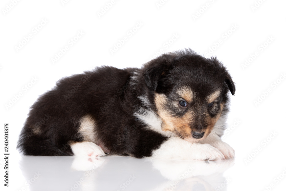 sheltie puppy lying down on white background