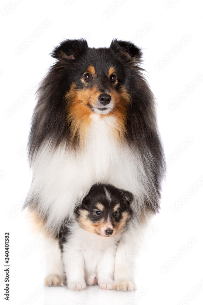 Fototapeta premium sheltie dog standing with a puppy between her legs on white background