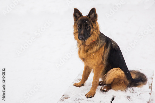 Brown shepherd sitting on the snow in a park. Walking purebred dog © alexander132