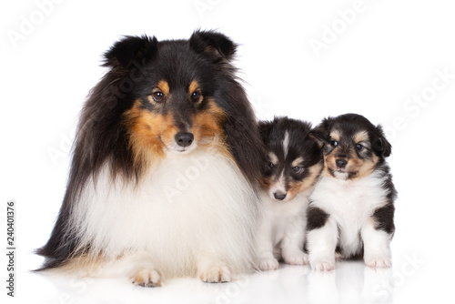 sheltie dog lying down with two puppies © otsphoto